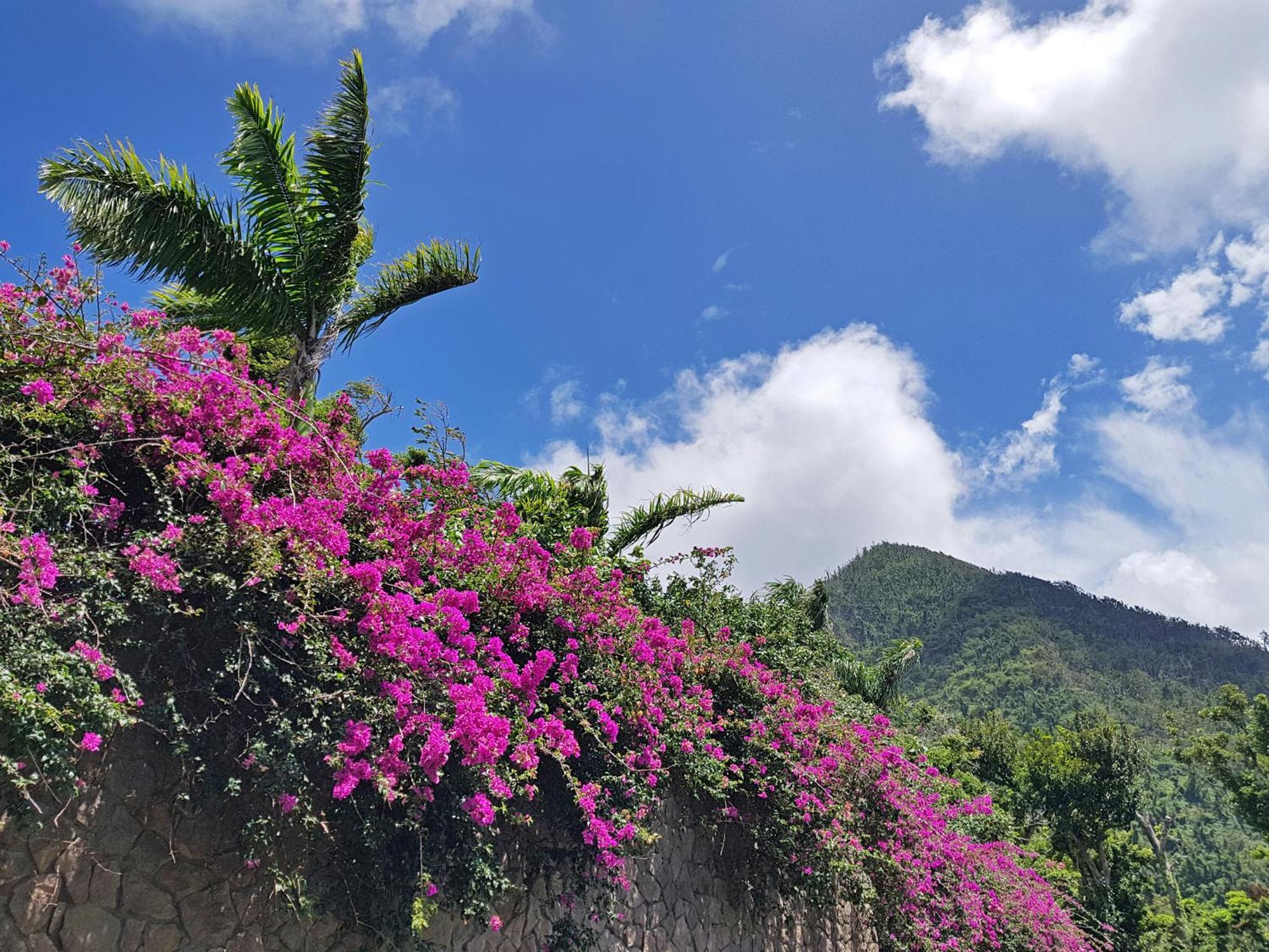 Coulibri Ridge Hotel Soufriere Ngoại thất bức ảnh
